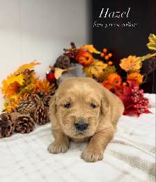 Golden Retrievers - Photo 5