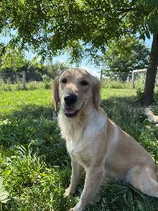 Golden Retrievers - Photo 6