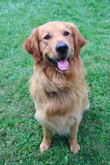 Golden Retrievers - Photo 7