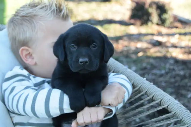 Family-Raised Purebred Lab Puppies