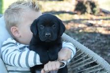 Family-Raised Purebred Lab Puppies