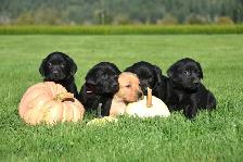 Family-Raised Purebred Lab Puppies - Photo 2