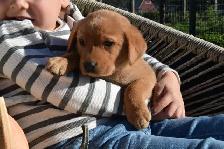 Family-Raised Purebred Lab Puppies - Photo 4
