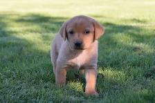 Family-Raised Purebred Lab Puppies - Photo 5