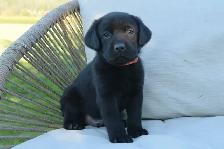 Family-Raised Purebred Lab Puppies - Photo 6