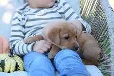 Family-Raised Purebred Lab Puppies - Photo 7