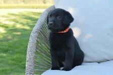 Family-Raised Purebred Lab Puppies - Photo 8