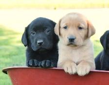 Family-Raised Purebred Lab Puppies - Photo 9