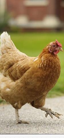 poules à donner