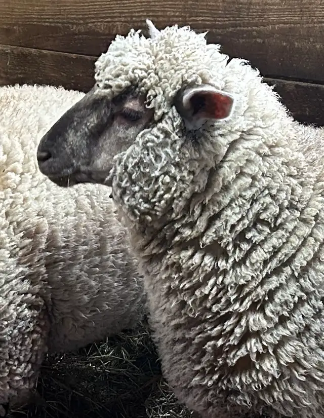 Sheep.   Ewe lambs for sale.
