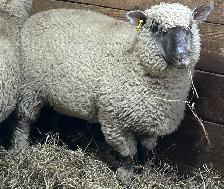 Sheep.   Ewe lambs for sale. - Photo 2