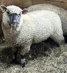 Sheep.   Ewe lambs for sale. - Photo 3