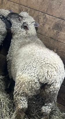 Sheep.   Ewe lambs for sale. - Photo 4