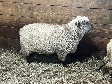 Sheep.   Ewe lambs for sale. - Photo 5
