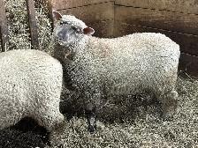 Sheep.   Ewe lambs for sale. - Photo 7