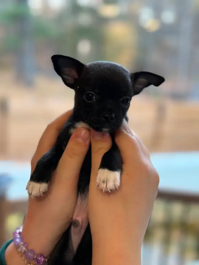 Merveilleux bébés Chihuahuas