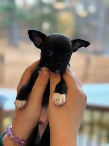 Merveilleux bébés Chihuahuas