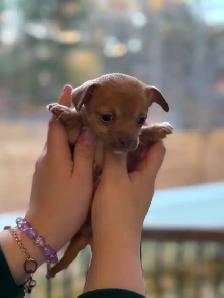 Merveilleux bébés Chihuahuas - Photo 2