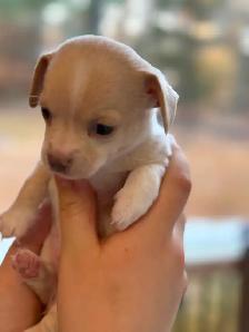 Merveilleux bébés Chihuahuas - Photo 3