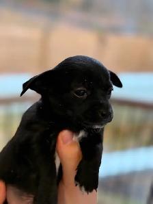 Merveilleux bébés Chihuahuas - Photo 4