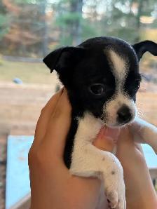 Merveilleux bébés Chihuahuas - Photo 5