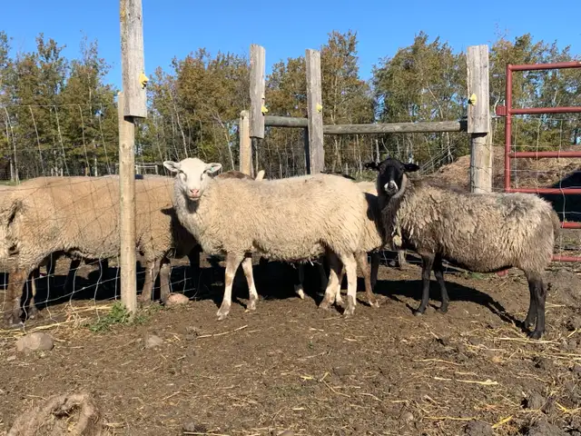 Friendly Sheep