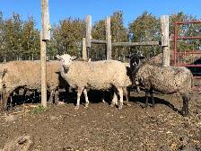 Friendly Sheep