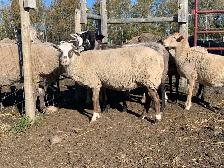 Friendly Sheep - Photo 2