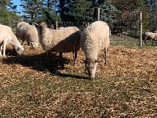 Friendly Sheep - Photo 3