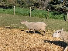 Friendly Sheep - Photo 4