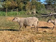 Friendly Sheep - Photo 5