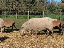 Friendly Sheep - Photo 6