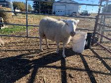 Friendly Sheep - Photo 7