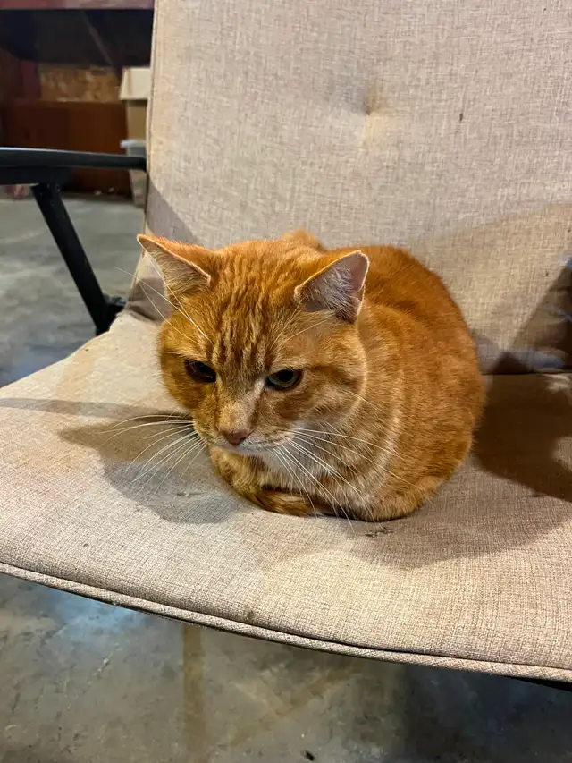 Found Cat