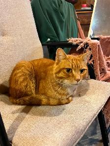 Found Cat - Photo 2