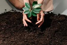 Screened Garden Soil Mix - Ready for Fall Bulbs & New Seedlings