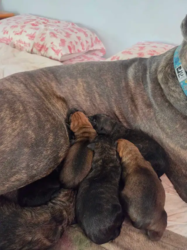 Rotticorso puppies for sale