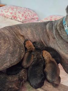 Rotticorso puppies for sale