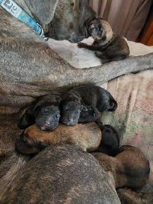 Rotticorso puppies for sale - Photo 2