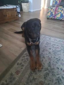 Rotticorso puppies for sale - Photo 4