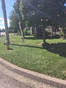 Fall Garden cleanup and leaf removal - Photo 2