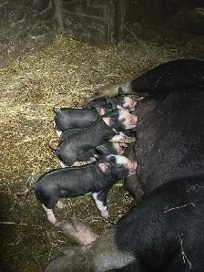Berkshire piglets