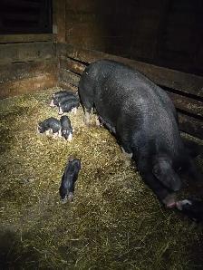 Berkshire piglets - Photo 2