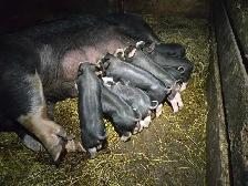 Berkshire piglets - Photo 3