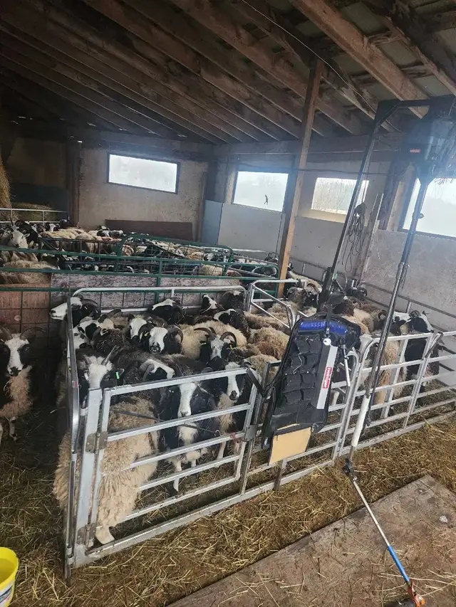Kuepfer's Custom Shearing Services