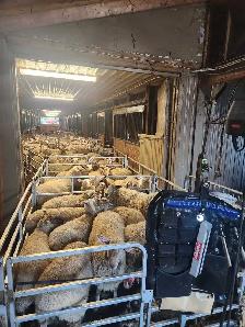 Kuepfer's Custom Shearing Services - Photo 3