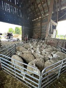 Kuepfer's Custom Shearing Services - Photo 4
