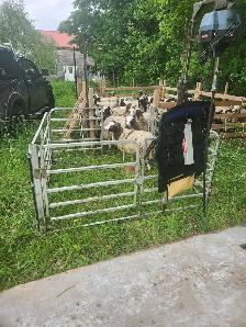 Kuepfer's Custom Shearing Services - Photo 5