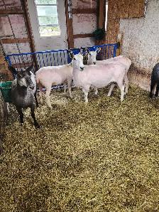 Kuepfer's Custom Shearing Services - Photo 6