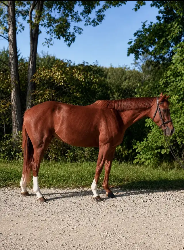 PRICE REDUCED-15.3-2021 TB Mare